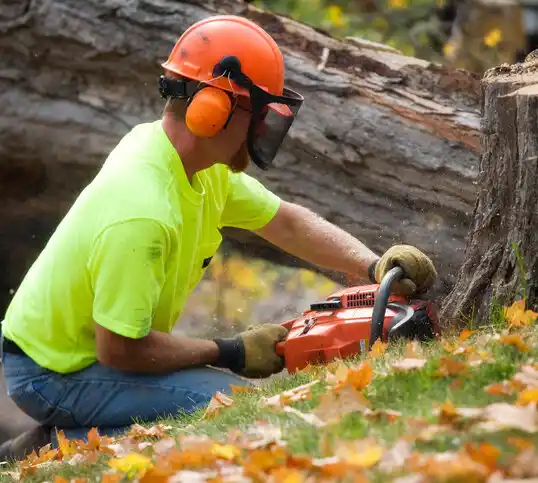 tree services Briarwood